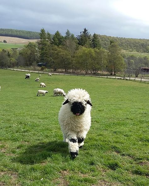 Black Nose Sheep, Valais Sheep, Herd Of Sheep, Blacknose Sheep, Valais Blacknose, Valais Blacknose Sheep, Sheep Cute, Sheep Breeds, Black Nose