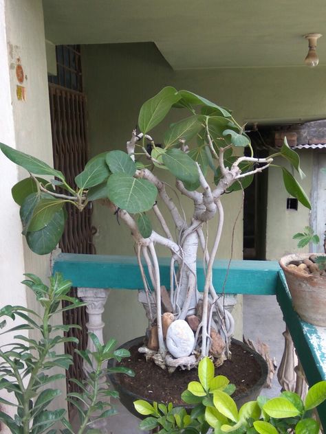 Banyan tree bonsai , Repotting done in self made cement pot. Bonsai Repotting, Banyan Bonsai, Plant Tricks, Banyan Tree Bonsai, Apple Wreath, Cement Pots, Banyan Tree, Bonsai Garden, Self Made