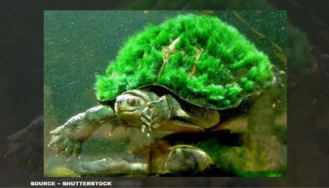 Pictures Of Turtles, River Turtle, Snapping Turtle, Tortoise Turtle, Turtle Love, Funny Pets, Green Turtle, Animal Antics, Endangered Animals