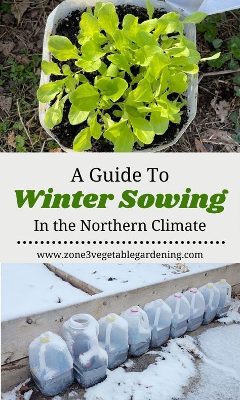 Winter Sowing Seeds, When To Plant Seeds, Planting Chart, Cabbage Broccoli, Cold Climate Gardening, Companion Planting Guide, Companion Planting Chart, Winter Sowing, Sowing Seeds