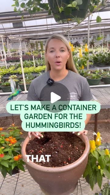 Hummingbird Garden Ideas, Plant Advice, Plants To Attract Hummingbirds, Shrimp Plant, Hummingbird Drawing, Backyard Birds Sanctuary, Backyard Birds Feeders, Yard Flowers, Hummingbird Food