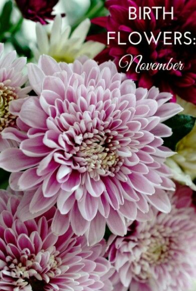 November Birth Flower November Flower, Birthday Month Flowers, November Birth Flower, Wrist Flowers, November Birthday, Chrysanthemum Flower, Birth Month Flower, Month Flowers, Birth Month Flowers