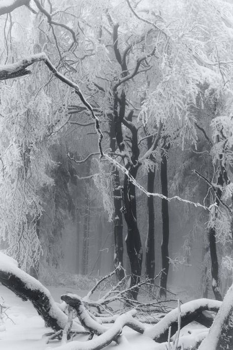 Ghost White, I Love Winter, Pretty Images, Out Of Focus, Winter Scenery, Snow Scenes, Winter Aesthetic, Aesthetic Images, Pool Landscaping