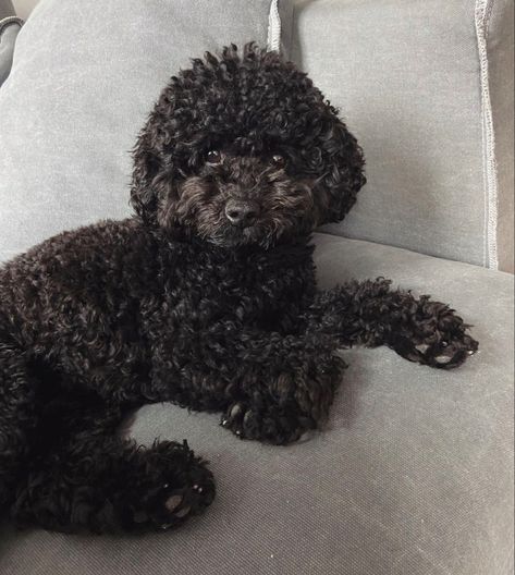 Black Poodle Aesthetic, Miniature Poodle Haircut Styles, Black Poodle Puppy, Poodle Puppy Black, Black Toy Poodle, Poodle Haircut, Black Poodle, Puppy Mom, Dog Mommy