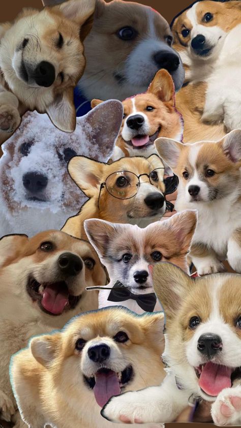 Corgi Wallpaper, Corgi Gif, Baby Corgi, Pembroke Welsh Corgi Puppies, Cute Corgi, Cute Dogs And Puppies, Corgi Dog, Welsh Corgi, Cute Little Animals