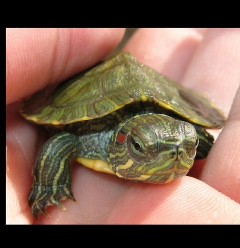 Turtles T Is For Turtle, Pancake Tortoise, Red Ear Slider, Water Turtles, Russian Tortoise Diet, Red Eared Slider Turtle, Turtle Pictures, Tortoise Diet, Turtle Care