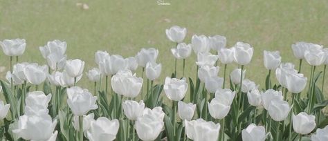 Flowers Aesthetic Horizontal, Flowers Horizontal, Tall Flowers, White Tulips, Pastel Flowers, Facebook Cover Photos, Laptop Wallpaper, White Aesthetic, Flower Photos