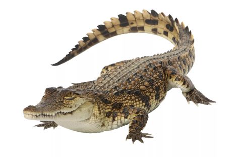 Nile Crocodile Facts (Crocodylus niloticus) Crocodile Facts, Crocodile Images, Crocodile Eating, Nile Crocodile, Crocodile Tears, Conservation Biology, Saltwater Crocodile, Crocodile Shoes, Dangerous Animals