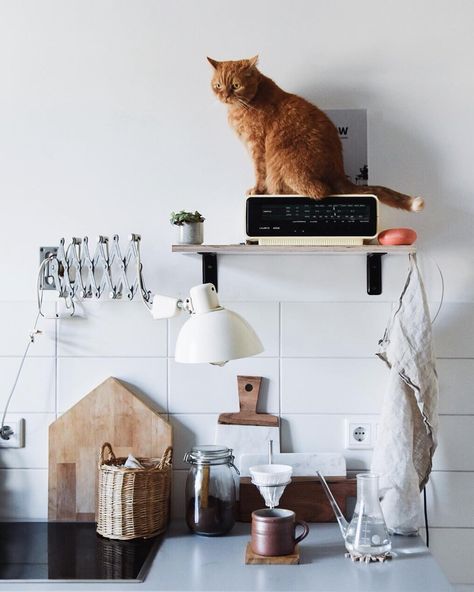 Modern Boho Home Decor, Flower Desserts, Living With Cats, Interior Pictures, Cat Photography, Vintage Eclectic, Fluffy Cat, Cat Diy, Eclectic Home