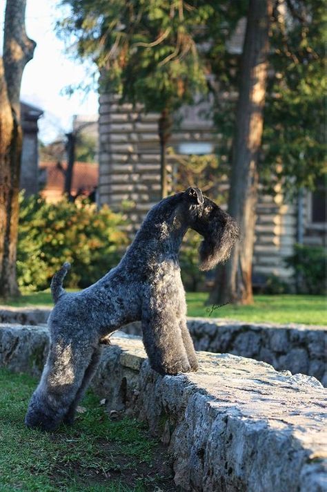 CRO. JCH., CH. Lynnsto Capo DE Flame Wood. What a beautiful dog! Dog Breeds That Dont Shed, Karelian Bear Dog, Guard Dog Breeds, Kerry Blue Terrier, Dog Salon, Terrier Breeds, Beautiful Dog, Bear Dog, Dog Logo