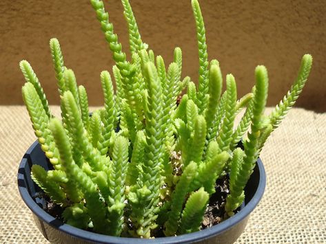 Watch Chain has typical watering needs for a succulent. It’s best to use the "soak and dry" method and allow the soil to dry out... Watch Chain Succulent, Multiplier Des Plantes Grasses, Princess Pine, Different Types Of Succulents, Cactus Planta, Types Of Succulents, Propagating Succulents, Succulent Soil, Growing Succulents