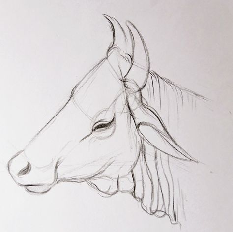 How to cow side face Cow Side Profile, Drawing Bases, Side Face, Pencil Work, Cow Face, Face Sketch, Class 10, Collage Wall, Reference Poses