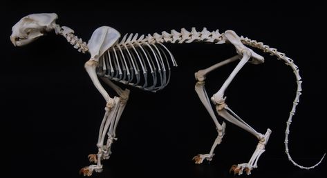 Osteology & Natural History Displays for Museums, Schools and Private Collectors. Big Cat Skeleton, Panther Skeleton, Tiger Skeleton, Snow Panther, Feline Anatomy, Animal Skeleton, Bird Taxidermy, Anatomy Bones, Skull Reference