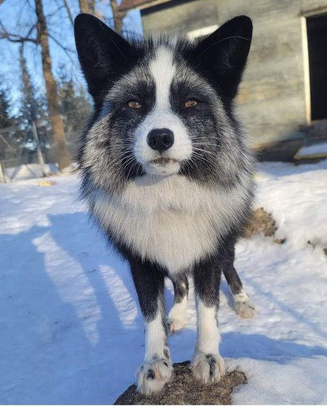 Marble Fox Therian, Marble Fox Therian Mask, Marble Fox Photography, Fennec Fox Oc, Fox Therian Pfp, Animal Markings, Japanese Raccoon Dog, Fox Therian, Wolf Plush