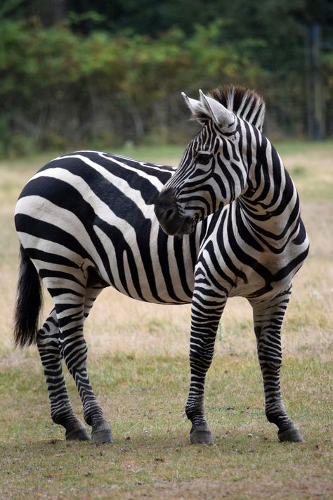 Zebra Pictures, African Bush Elephant, Zebra Art, Wild Animals Pictures, Zebras Animal, Animal Heads, Donkeys, African Animals, Animals Of The World