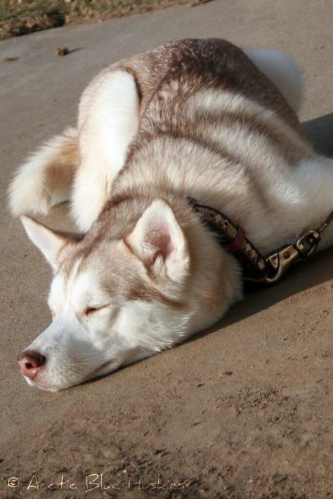 Blonde Husky, Cute Husky Aesthetic, Husky Dog Aesthetic, Siberian Husky Aesthetic, Husky Pet Aesthetic, Siberian Dog, Siberian Husky Funny, Spitz Breeds, Malamute Dog