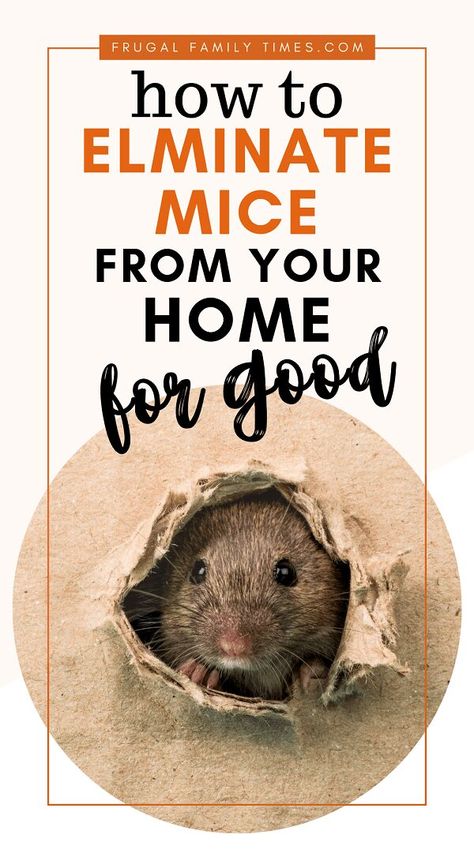 Get rid of mice for good. Our rodent proofing guide: how to get rid of the mouse problem in your home, cottage or cabin. Keep rodents out of your home forever. Diy Mice Repellent, Mouse Deterrent, Mice Infestation, Getting Rid Of Rats, Mobile Home Makeover, Rodent Repellent, Mice Repellent, Getting Rid Of Mice, Mouse Hole