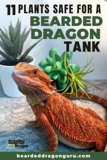 Bearded Dragon Tank Setup, Bearded Dragon Setup, Bearded Dragon Toys, Diy Bearded Dragon Enclosure, Bearded Dragon Vivarium, Bearded Dragon Terrarium Ideas, Dragon Terrarium, Bearded Dragon Tattoo, Dragon Facts