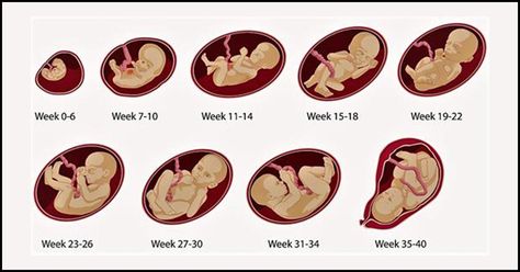 Pregnancy Week By Week – Symptoms, Baby Development, Tips And Body Changes, #changes #development #pregnancy #symptoms Check more at http://www.suisenceinte.net/pregnancy-week-by-week-symptoms-baby-development-tips-and-body-changes/ Stages Of Fetal Development, 1 Week Pregnant, First Week Of Pregnancy, Pregnancy Chart, Baby In Womb, 16 Weeks Pregnant, Pregnancy Ideas, Pregnancy Calendar, Calendar Week