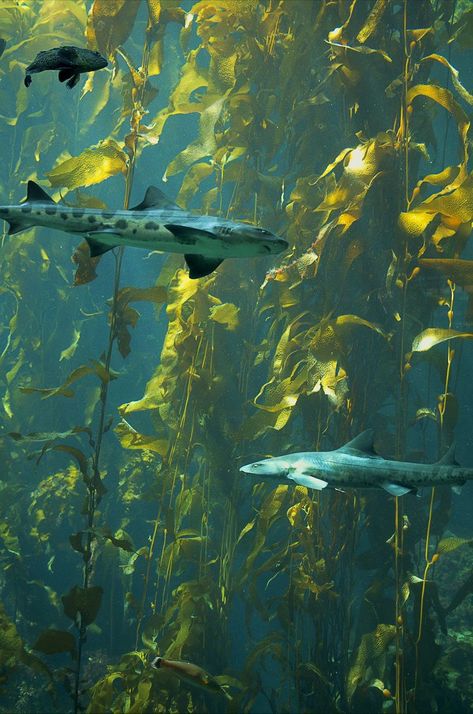 Shark In Kelp Forest, Aquarium Aesthetic Wallpaper Pc, Kelp Forest Watercolor, Kelp Forest Painting, Kelp Forest Wallpaper, Kelp Forest Aesthetic, Kelp Forest, Monterey Bay Aquarium, Monterey Ca