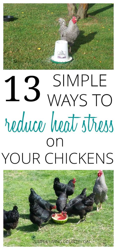 Keeping Chickens Cool, Duck Coop, Raising Chicks, Urban Chickens, Chicken Life, Chicken Health, Raising Backyard Chickens, Keeping Chickens, Helpful Things