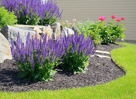 Easy Landscaping, Front Landscaping, Low Maintenance Landscaping, Garden Shrubs, Have Inspiration, Garden Yard Ideas, Front Yard Garden, Front Yard Landscaping Design, Landscaping With Rocks