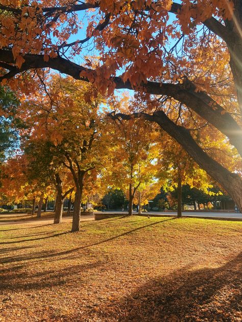 Colorado In Fall, Autumn Sun, Fall Lifestyle, Sunny Fall Aesthetic, Fall Autumn, Sunshine Trees, Fall Trees, Fall Trees Aesthetic, Fall Aesthetic Trees