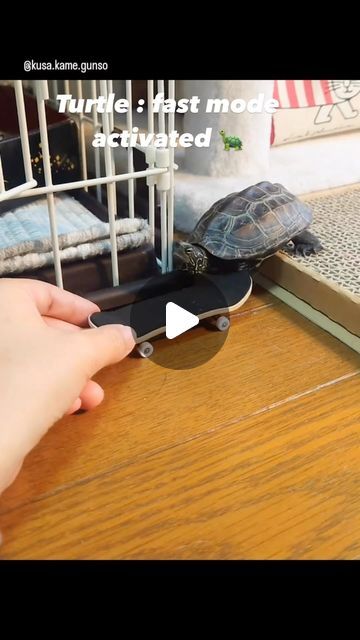 Turtles Funny, Pet Turtle, Animals Friendship, Animal Antics, Cute Funny Dogs, Cute Animal Photos, Cute Animal Videos, Cute Animal Pictures, Weird Animals