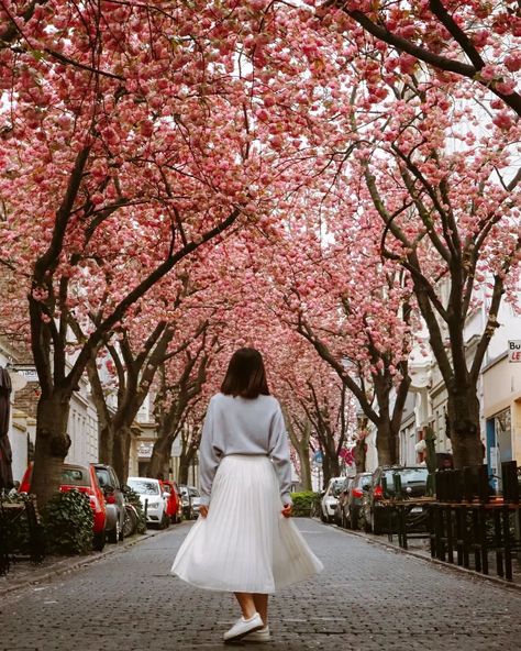 🇩🇪 [ Cherry Blossoms in Bonn, Germany 🌸 ] It's that time of the year again! Last Saturday we got to witness the fleeting beauty of Bonn's famous cherry blossom avenue again 🌸! However, as the cherry blossoms bloomed quite early this year, the petals have already started to fall off for a week. So if you want to see the cherry blossoms in full bloom, you'll need to wait till next year!  🌸 For your reference the first photo was taken on the 17th of April 2023 and the second on the 6th of Apr... Bonn Germany, Last Saturday, In Full Bloom, Cherry Blossoms, Time Of The Year, First Photo, Cherry Blossom, This Year, The Year