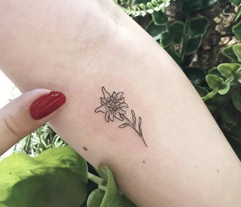 Edelweiss German flower German National Flower Tattoo, Eldeweiss Flower Tattoo, Edelweiss Tattoo Minimalist, German Inspired Tattoos, Eidlewiss Flower Tattoo, German Flower Tattoo, Edelweiss Tattoo Simple, German Heritage Tattoo, Edelweiss Drawing