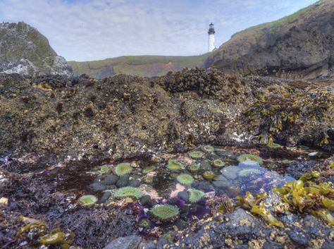 Tide Pools Newport Oregon | 10 Gorgeous Places To Explore Tide Pools On The Oregon Coast Bandon Oregon, Oregon Trip, Cape Kiwanda, Newport Oregon, Oregon Photography, Oregon Road Trip, Gorgeous Places, Tidal Pool, Oregon Travel