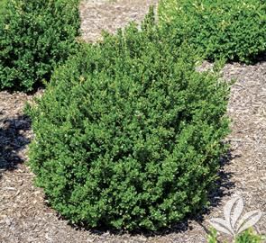 Outdoor Shrubs, Buxus Microphylla, Boxwood Shrubs, Japanese Boxwood, Japanese Barberry, Box Wood Shrub, Low Maintenance Shrubs, Broadleaf Evergreen, Small Yellow Flowers