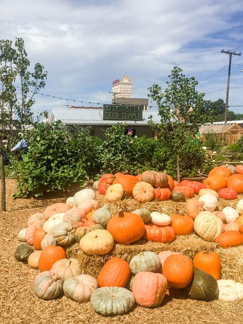 Fall pumpkin display at Magnolia Market and Silos, Waco, TX Fall Pumpkin Display, Crafts To Make And Sell Unique, Paper Flower Centerpieces, Diy Porch Decor, Diy Wedding On A Budget, Easy Crafts To Sell, Pumpkin Display, Christmas Crafts To Sell, Budget Crafts