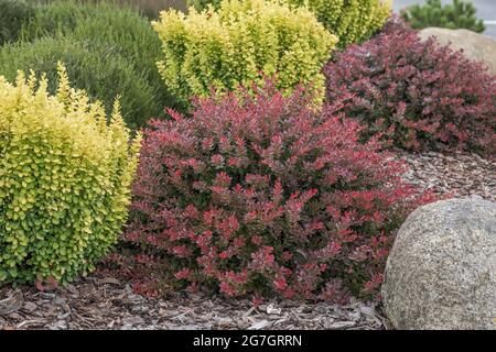 Berberis Thunbergii Atropurpurea, East Facing Garden, Berberis Thunbergii, Japanese Barberry, Shade Tolerant Plants, Front Garden Design, Planting Plan, Mercer Island, Image Vector