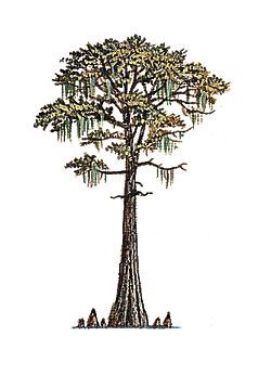 The Bald Cypress is the State Tree Cypress Tattoo, Cyprus Trees, Bald Cypress Tree, Bonsai Techniques, Bald Cypress, Louisiana Art, Physical Geography, Tree Sketches, Ink Inspiration