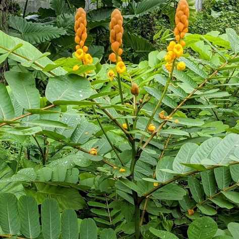 Embrace the warmth of nature's glow with these candle bush leaves. 🍃✨ #Nature'sGlow #CandleBushMagic Candle Plant, Organic Candles, Candle Tree, Dry Leaf, Traditional Medicine, Leaf Nature, Medicinal Herbs, Ancient Wisdom, Medicinal Plants