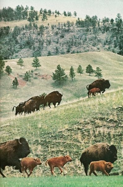 Custer State Park, South Dakota (National Geographic | November 1963) Custer State Park South Dakota, National Geographic Photography, Custer State Park, National Geographic Magazine, Black Hills, South Dakota, State Park, National Geographic, Old Photos