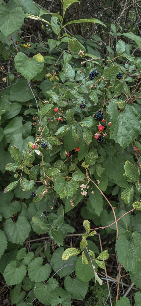 Path In Forest, Bush Photography, Blackberry Bushes, Blackberry Bush, Sunset Lighting, Botanical Inspiration, Visual Reference, Berry Bushes, Red Pants