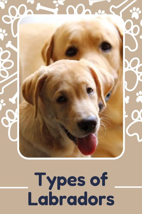 Hey there, dog lovers! Did you know that there are more than one type of Labradors known to us? Read today’s blog to find out all about different types of Labrador Retrievers. American Labrador, English Labrador, Labrador Retrievers, What Type, Hey There, Different Types, Dog Breeds, Golden Retriever, Labrador Retriever