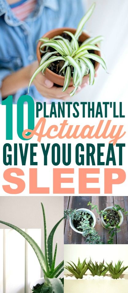 These houseplants for better sleep are SO COOL! I'm so happy I found these GREAT houseplant tips! Now I have some great tips on how to get better sleep! And how to get rid of insomnia! #sleeptips #houseplants #houseplanttips #sleephacks #homehacks #naturalremedies Best Bedroom Plants, Houseplant Tips, Best Plants For Bedroom, Small Indoor Plants, Get Better Sleep, Household Plants, Plant Care Houseplant, Inside Plants, Best Indoor Plants