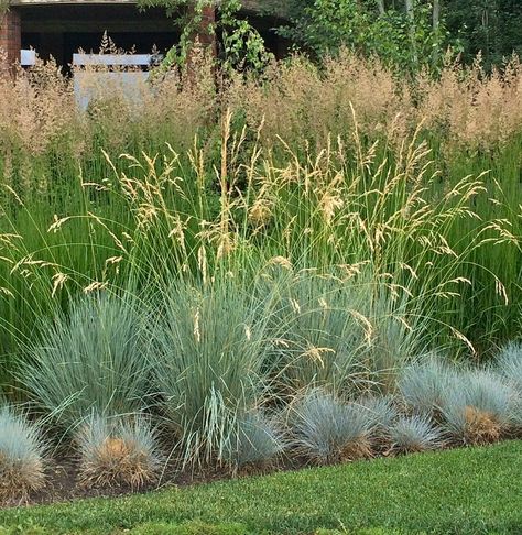 Karl Forester feather reed grass (seen in the background), blue oat grass in the middle and Blue Sheep's Fescue (seen here in the border). Blue Oat Grass Landscape, Karl Forester Landscaping, Karl Forester, Colorado Landscaping, Drought Tolerant Grass, Blue Oat Grass, Flower Combinations, Feather Reed Grass, Fescue Grass