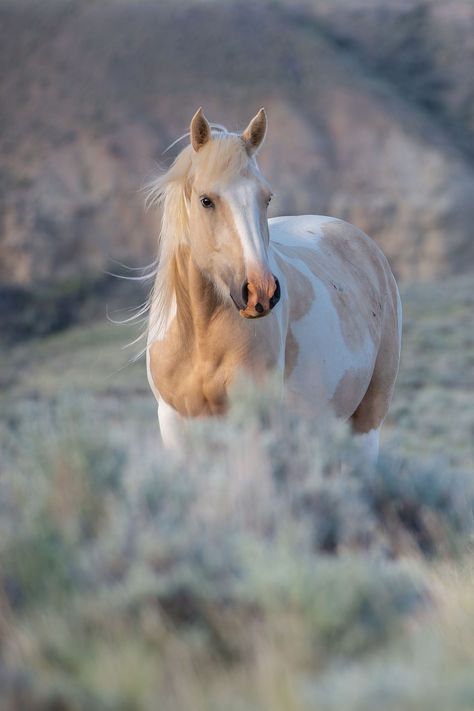 New Releases Cheval Pie, Ahal Teke, Mustang Horses, Horsey Life, Wild Horses Photography, Red Desert, Beautiful Horses Photography, Horse Pics, Cute Horse Pictures