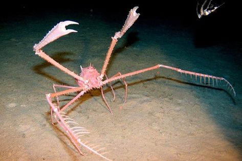 Spider Crab, Walking With Dinosaurs, Deep Sea Creatures, Silly Animals, Marine Animals, Ocean Creatures, What’s Going On, Sea Animals, Deep Sea