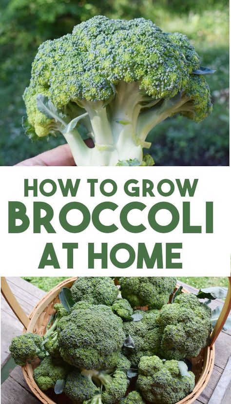 Did you know you can grow broccoli in containers as well as in the garden? Learn what size container you need to have a successful broccoli crop at your own home. Tips how to start from seed to harvest. Broccoli Growing, How To Grow Broccoli, Healthy Garden Soil, Grow Broccoli, Herbs Growing, Broccoli Plant, Growing Broccoli, Broccoli Seeds, Easy Vegetables To Grow