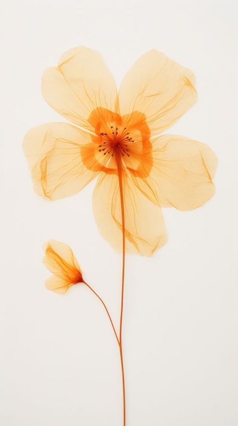 Pressed orange flower blossom petal plant inflorescence. | premium image by rawpixel.com / Bew Orange Flower Background, Photography Plants, Flower Petal, Orange Flower, Blossom Flower, Flower Backgrounds, Orange Blossom, Orange Flowers, Plant Life