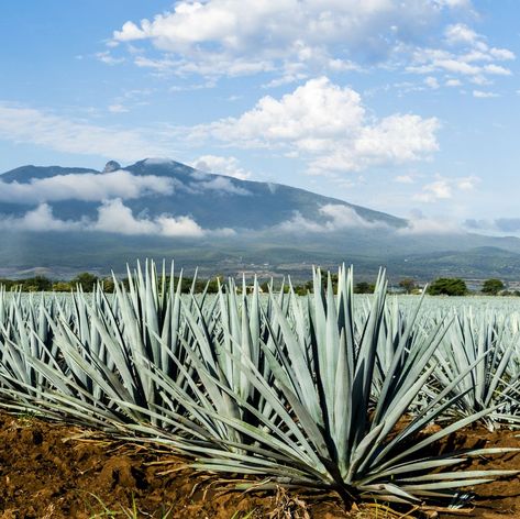 A field of Blue Agave in Jalisco Mexico Agave Field, Blue Agave Plant, Mexico Cactus, Cactus Backgrounds, Agave Plants, Water Energy, Front Landscaping, Blue Agave, Agave Plant