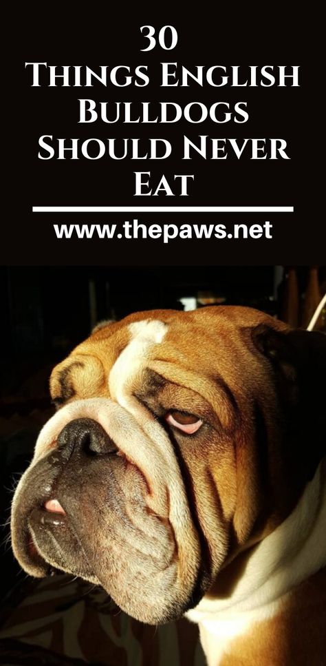 English Bulldog Quotes, Cute Bulldogs English, English Bulldog Tattoo, English Bulldog Clothes, Olde English Bulldog Puppies, Bulldog Quotes, English Bulldog Care, English Bulldog Funny, Bulldog Images