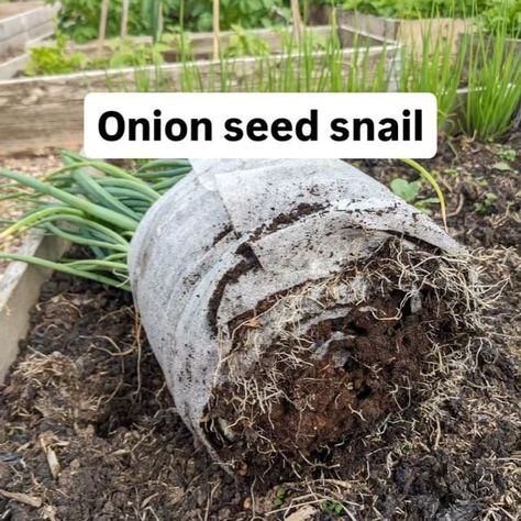 Farida Sober (@faridasober) • Instagram photos and videos Onion Seedlings, Frame House, A Frame House, Seed Starting, Grow Your Own, Garden Seeds, Green Thumb, Ants, Onions