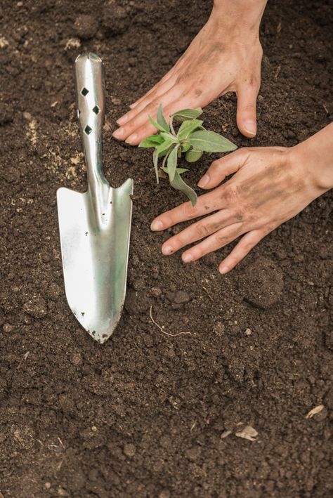 A person's hand planting seedling into s... | Free Photo #Freepik #freephoto #people #hand #leaf #woman Hands Gardening, Animatic Ideas, Garden Spade, Gardening Photography, Urban Gardens, Painting References, Inspiration Images, Carrot Seeds, Hand Flowers