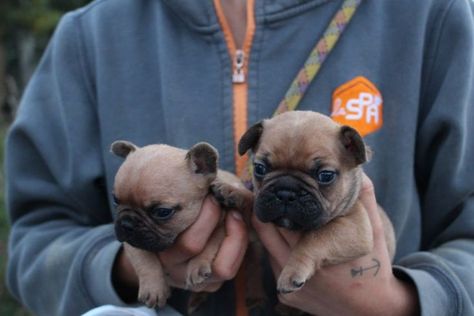 La SPA a récemment mené une opération d'envergure pour sauver des animaux et stopper les agissements d'un homme à la tête d'un trafic dans l'Orne. Life Goals Future, Future Life, Work Travel, Dream Job, Life Goals, A R, French Bulldog, Vision Board, Spa